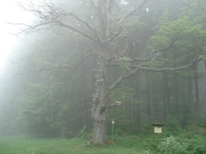 Schillerbuche im Nebel